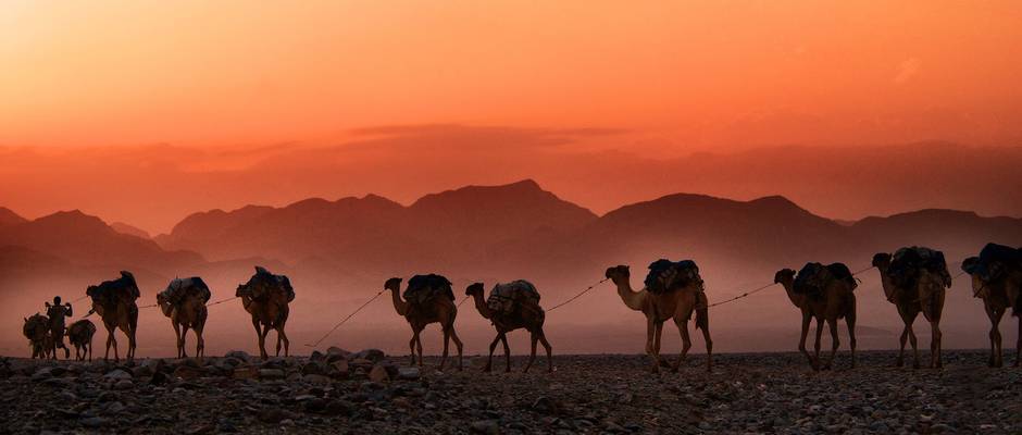 Trevor Cole, Unsplash,caravana camellos, dormedarios
