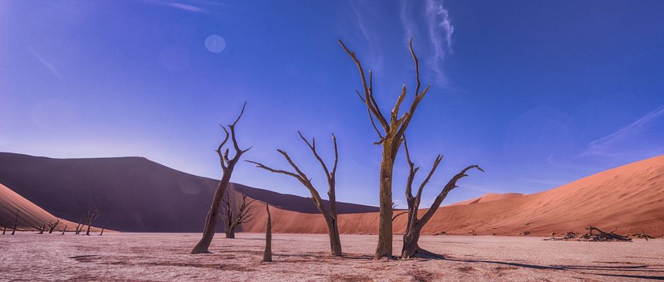 Jonatan Pie, Unsplash,desierto, árboles secos