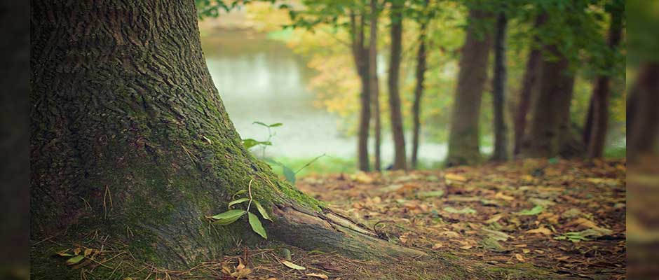 Iglesia de Ohio plantará 1.500 árboles en esfuerzo por “restaurar la creación”