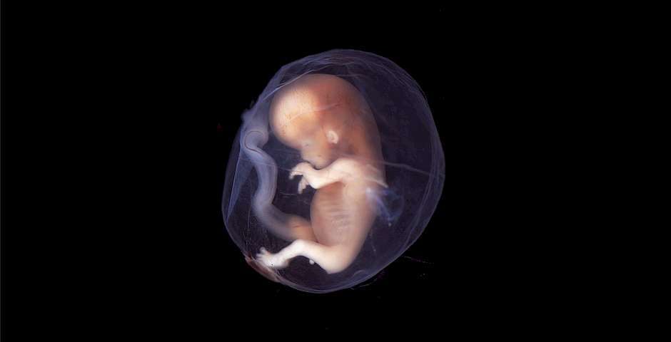 Bio Edge, embrión humano,embrión humano