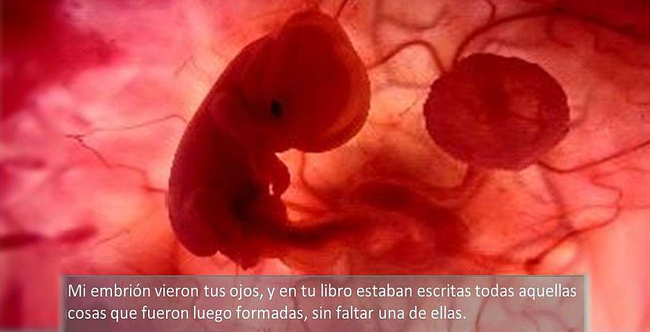 enbrión humano en el seno materno,enbrión humano