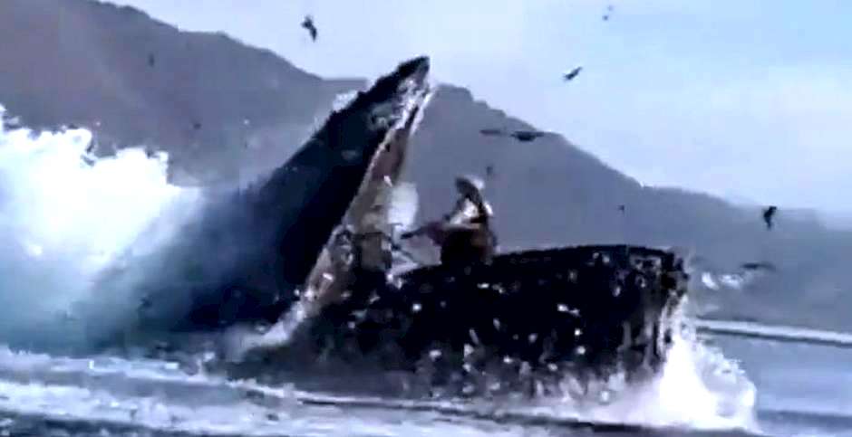 Un fotograma del video viral,ballena kayak, ballena jonás