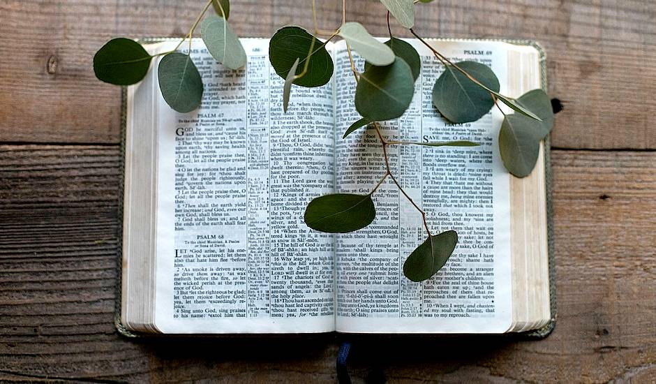 Foto de Sixteen Miles Out en Unsplash,Biblia viva, planta escrituras